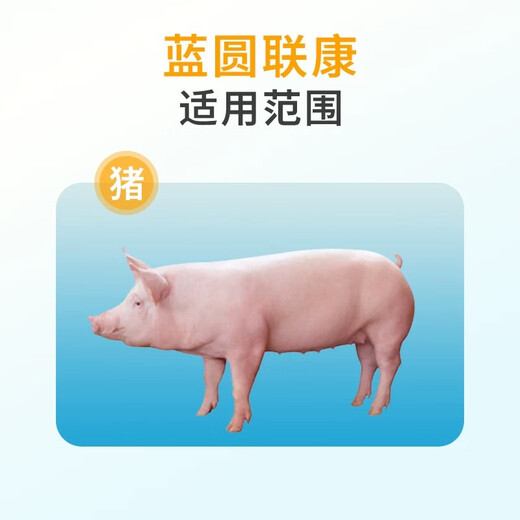 Male herding pig ring blue ear disease, dermatitis, pimples, eye edema, purification of blue ear blue ear, blue ear, non-swine fever feed additive, blue ear, blue ear health*3