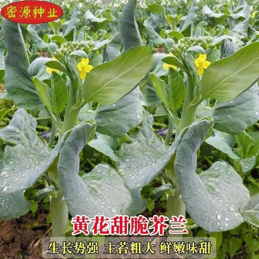 【甜脆芥兰菜】甜芯绿芥蓝芥蓝菜广东芥兰农家四季新鲜种子包邮 甜脆芥兰菜种子 优选种子一包约688粒
