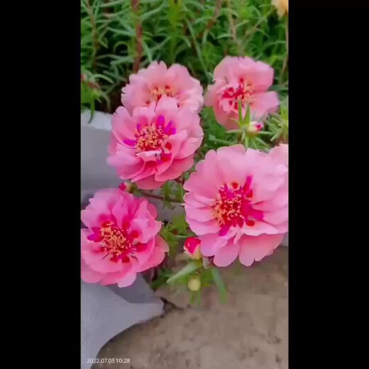 重瓣太阳花种子多层四季太阳花特大花盆栽易活太阳花景观开花不断 重瓣太阳花种子【粒粒精选】 易种植收芽快【15888粒】