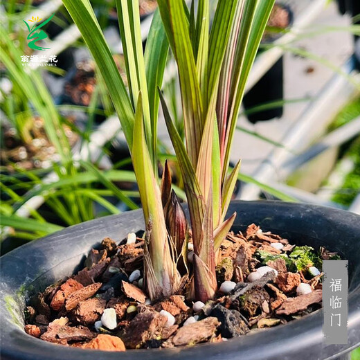 Wengyuan Orchid Lotus Petal Orchid Fulinmen Thin-Leaf Red Orchid Potted Fragrant Orchid Fulinmen 3 Seedlings Extra Strong Seedlings Simple Pot Soil