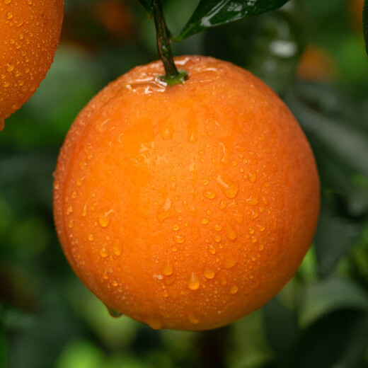 Jingxiansheng Jiangxi Gannan navel oranges, net weight 8Jin Jin equal to 0.5kg, single fruit starting from 150g, fruit New Year gift box, shipped directly from the source