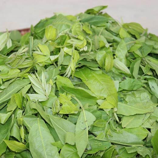 Green Money Willow Leaf Zhangjiajie Green Money Willow Feuille d'origine Ancient Tree Golden Money Willow Tea 1000g