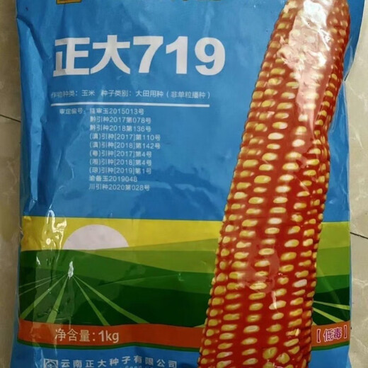 谷真正大719杂交玉米种子抗倒矮杆果穗长型杂交种玉米 散装一斤