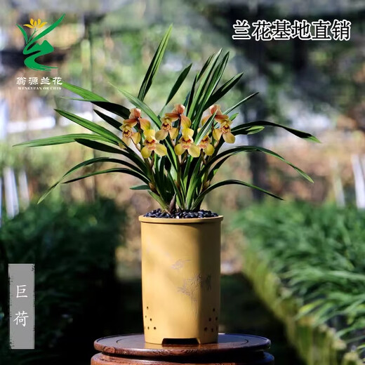 Wengyuan Orchid Authentic Spring Orchid Giant Lotus Old Species Winter Flowering Period Strong Fragrance Easy to Grow Indoor Desktop Flower Pots Giant Lotus 5 Seedlings Large Strong Seedlings Simple Pot Hair