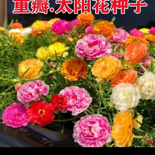 重瓣太阳花种子多层四季太阳花特大花盆栽易活太阳花景观开花不断 重瓣太阳花种子【粒粒精选】 易种植收芽快【15888粒】