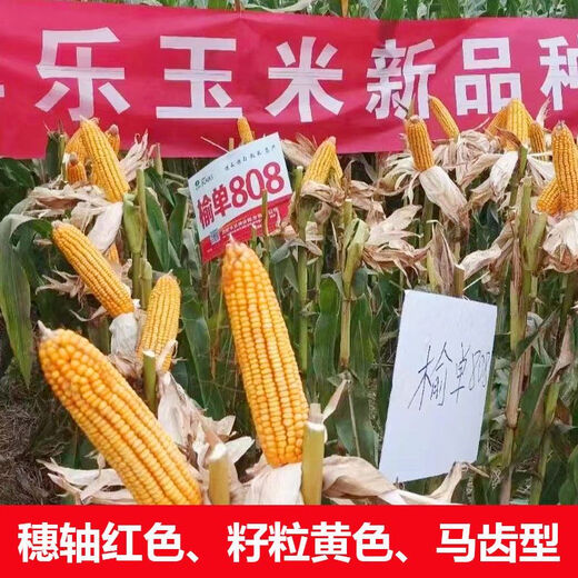 North China corn seed Yudan 808 corn seed high yield big cob corn seed with uniform ear length red shaft dent corn Yudan 808 (about 4400 grains about 3Jin Jin equals 0.5kg) North China planting