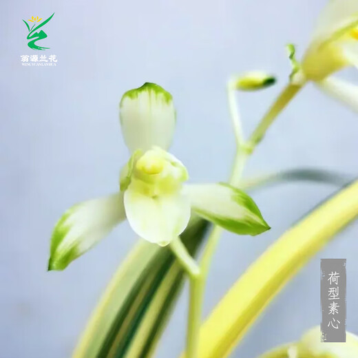 Wengyuan Orchid Jianlan Hetianxia Yehua Double Art Lotus-shaped Plain Heart Ceiling Advanced Xiangyi Precious Resource Grass Hetianxia 1 Seedling Large Strong Seedling Simple Pot Hair