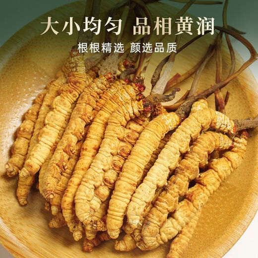 
Beijing Tongrentang Official Store Flagship [must-see for gifts] Cordyceps authentic dried goods Cordyceps sinensis 2024 high-end gift box 2 sticks/gram Complete grass [10 grams pack]