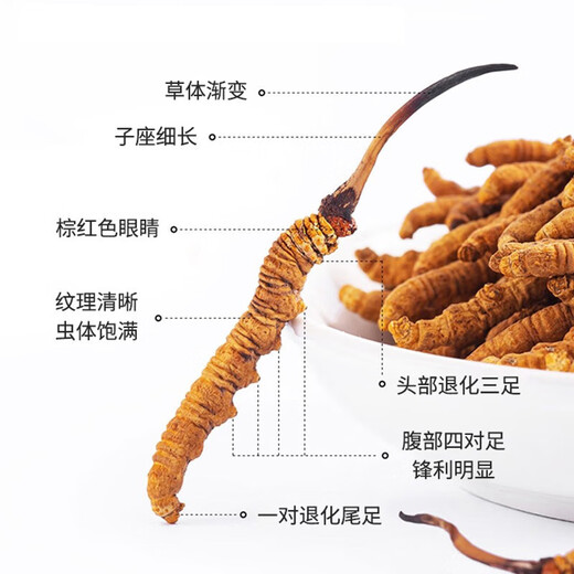 雷允上冬虫夏草 干货虫草手工精选送礼送长辈父亲节礼物滋补品 【家庭款】虫草5g(约15~25根)