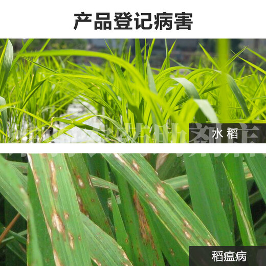 6% kasugamycin fungicide, leaf spot, angle spot, rice blast, gummosis, citrus vegetable soft rot bacterial disease 500ml