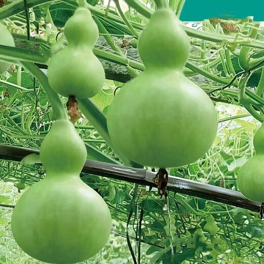 Treasure gourd seeds edible vegetable gourd vegetable seeds spring planting large gourd seeds flower seeds easy to grow in spring treasure gourd seeds - new species of the season original two packs about 22 pieces -