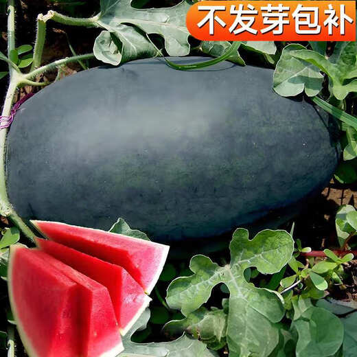 Authentic Black Beauty watermelon seeds for outdoor field planting, red flesh, crispy and sweet flesh, easy to grow fruits in spring, Black Beauty watermelon seeds, 2 packs, about 60 capsules