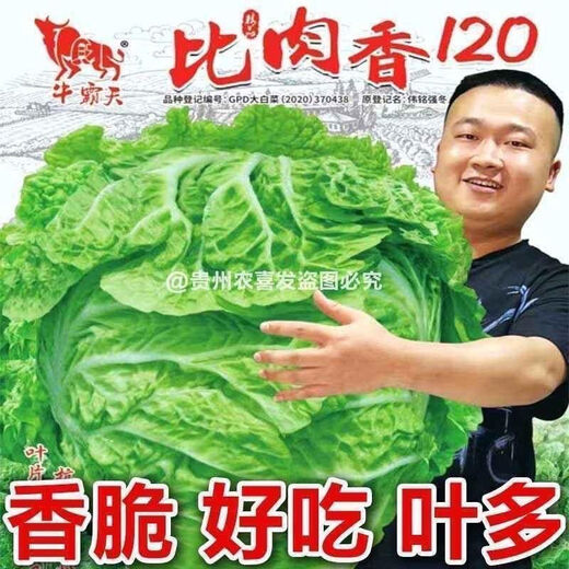 38 Jin Jin is equal to 0.5 kg. Overwintering Chinese cabbage seeds Shandong Chinese cabbage seeds. Chinese cabbage seeds are disease-resistant and high-yielding. Leafy cabbage. Original 5 packs (about 5000 grains) + Songpin. 38 Jin Jin is equal to 0.5 kg. Winter storage Chinese cabbage seeds.