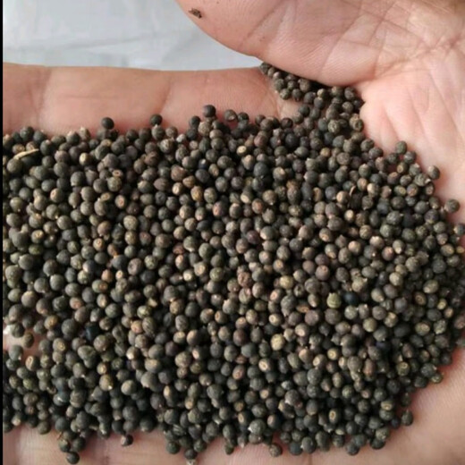Thousands of Jin Jin is equal to 0.5 kg. Pulled seeds small leaf red skin Chinese herbal medicine Diao Ma Zhuang seeds Chinese herbal wild one-root seedlings drilled into the ground wind saplings. Thousands of Jin Jin is equal to 0.5 kg. Pulled seeds 0.1 Jin Jin is equal to 0.5 kg. Does not include pots.
