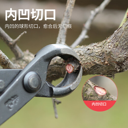 朱记球节剪球形剪朱记盆景工具球剪球钳朱记修枝剪不锈钢 B12210mm球节剪