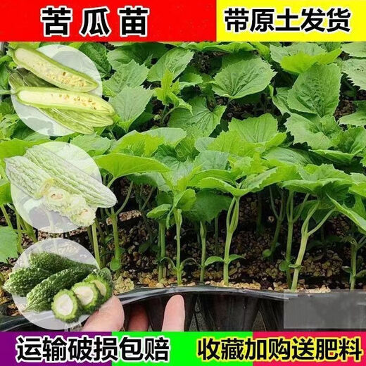 Miao Chongchong with soil, bitter melon seedlings, bitter melon with soil, evergreen bitter melon seedlings, green bitter melon seedlings, white bitter melon seedlings, Dutch emerald bitter melon seedlings, shipped with original soil, 5 seedlings get 1 free + shopkeeper