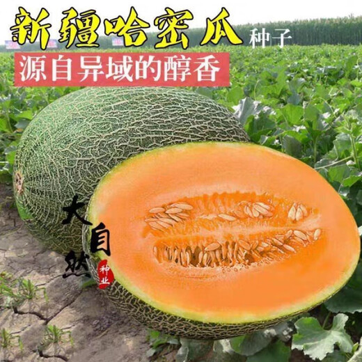Crisp and sweet cantaloupe for all seasons Xinjiang reticulated cantaloupe spring, summer and autumn garden potted fruit new species cantaloupe seeds special offer 3 packs of about 155 seeds