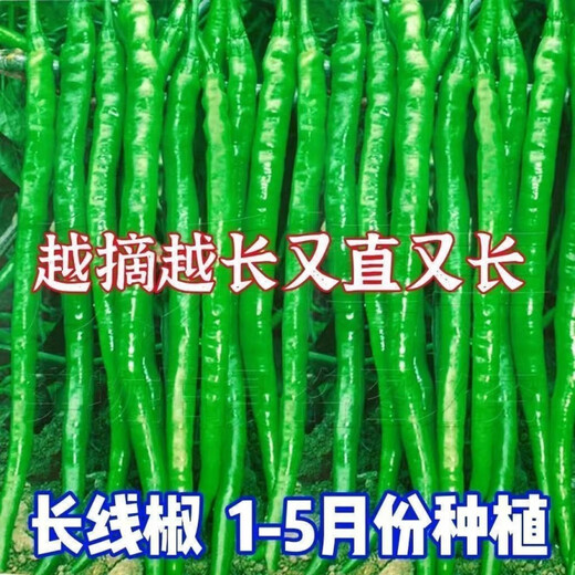 This year's new spicy long-line pepper seeds Erjingtiao 8819 line pepper seeds are planted in spring and autumn. About 100 carefully selected seeds 8819 line pepper seeds