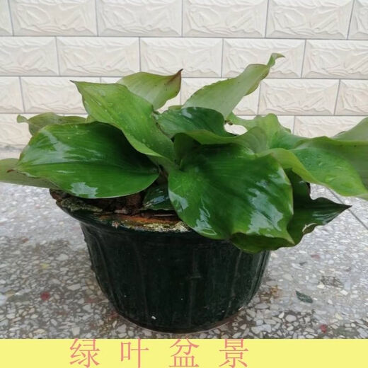 Fresh ginger seeds with high survival rate for planting 250g