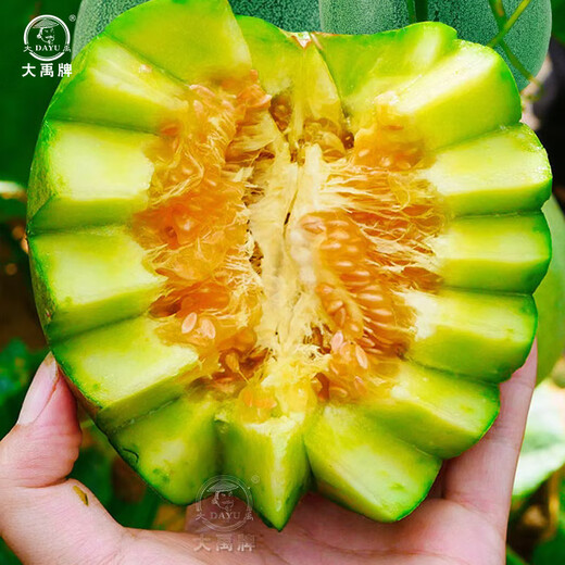 Dayu Emerald Melon Seed Collection Super Sweet Early Ripening Thin Skin Authentic Old Variety Emerald Melon Seeds 50 capsules