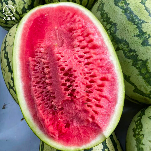 Dayu Xinong No. 8 Watermelon Seed Extra Large Watermelon Seed Selenium Sand Melon is suitable for early maturing fruit seeds in the north and south Xinong No. 8 Watermelon Seed Extra Large 40 capsules