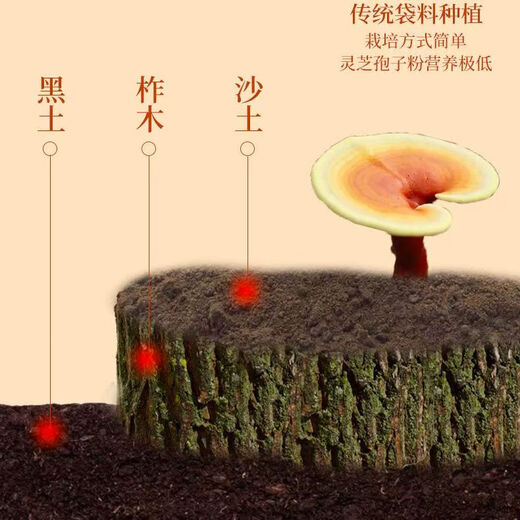 Changbaishan Zifengtang Breaking Wall Ganoderma lucidum Spore Powder Gift Box Set Authentic Changbaishan Ganoderma lucidum robe powder Authentic enhancement of immunity 3 boxes [cyclical package]