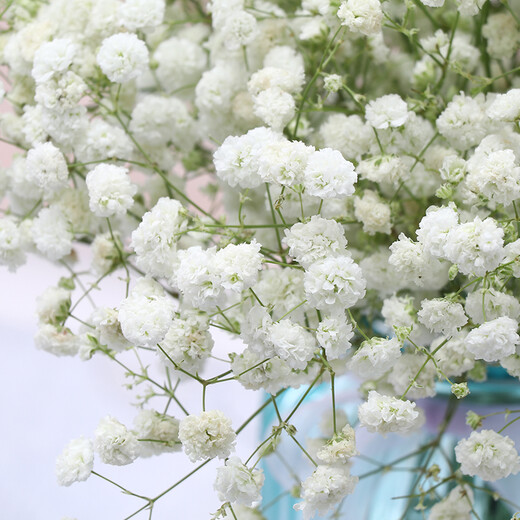 AIMAN dried gypsophila bouquet for home decoration, living room and bedroom decoration, flower arrangement, eternal freshness, birthday gift with vase, white gypsophila + glass bottle, dried flower bag