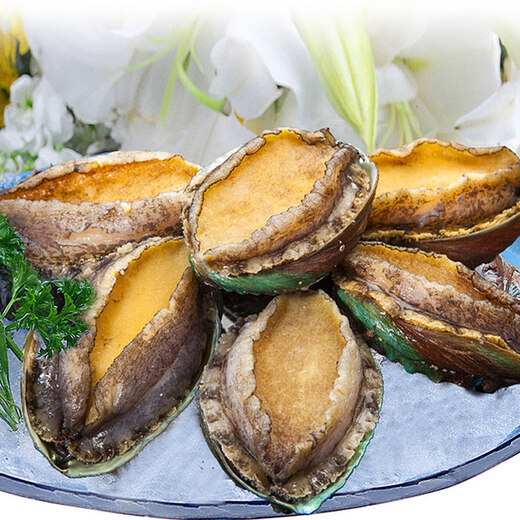 One piece of fresh small abalone (18-20 pieces/500g)