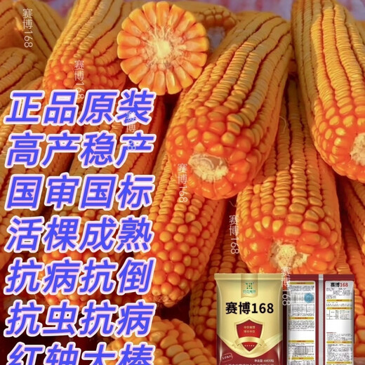 National-approved original red-shaft low-stem stable-yielding corn seeds wholesale, stable yield, drought-resistant, disease-resistant, lodging resistance, north and south, national-approved Saibo 168 4400 grains, one acre of quality, imported high-tech seed coating agent