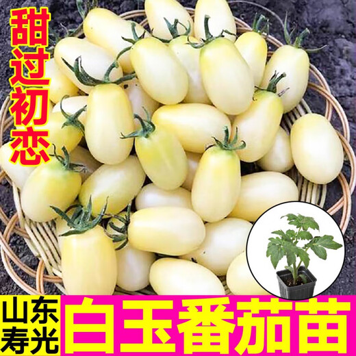 Yimi Zhu Shouguang White Jade Tomato Seedlings Millennium Cherry Tomato Cherry Persimmon Seeds White Fei White Pearl Black Rose with Soil Ball 5 Black Rose Tomato Seedlings + 1 Free + 1 Pack of Fertilizer