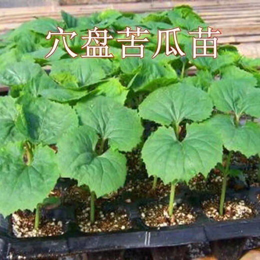 Miao Chongchong with soil, bitter melon seedlings, bitter melon with soil, evergreen bitter melon seedlings, green bitter melon seedlings, white bitter melon seedlings, Dutch emerald bitter melon seedlings, shipped with original soil, 5 seedlings get 1 free + shopkeeper