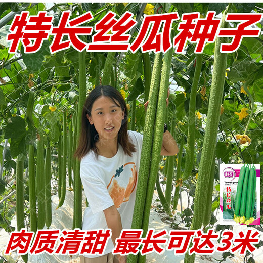 Long luffa seeds are planted in all seasons, early maturing snake-shaped luffa garden pots contain luffa, meat and vegetable seeds. The flesh is sweet. Long luffa seeds are planted all year round. Original 100 capsules. 95% selected.
