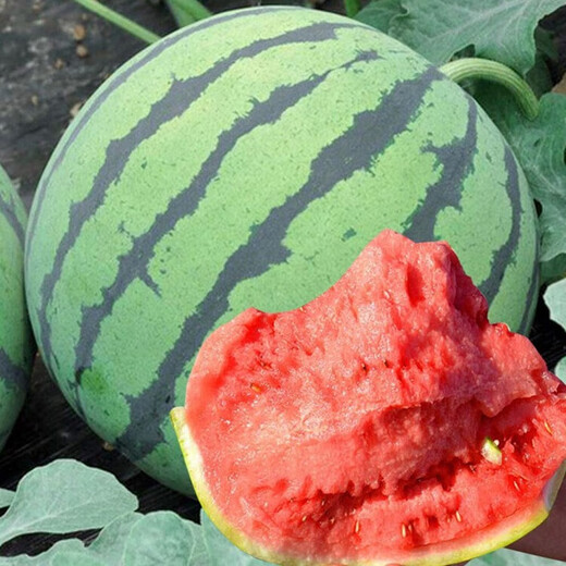 Dayu Lazy Man Watermelon Seed Seedlings Extra Large Suitable for Early Maturing Lazy People in the South 8424 Kirin Melon Meidu Seedless Fruits and Vegetables Meidu Watermelon Seeds 600 capsules/barrel Kirin Melon