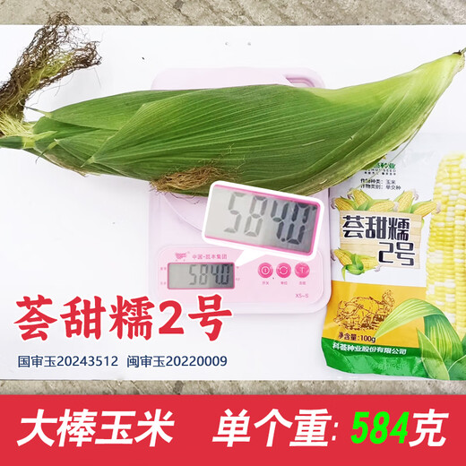 Dao Yufeng Agriculture National Approved Желтые и белые зернистые семена кукурузы воскового цвета Huitiannuo № 2 Свежая восковая кукуруза в оригинальной заводской упаковке Huitiannuo № 2 Желтые и белые зернистые семена кукурузы 1 пакетик по 100 г/пакет