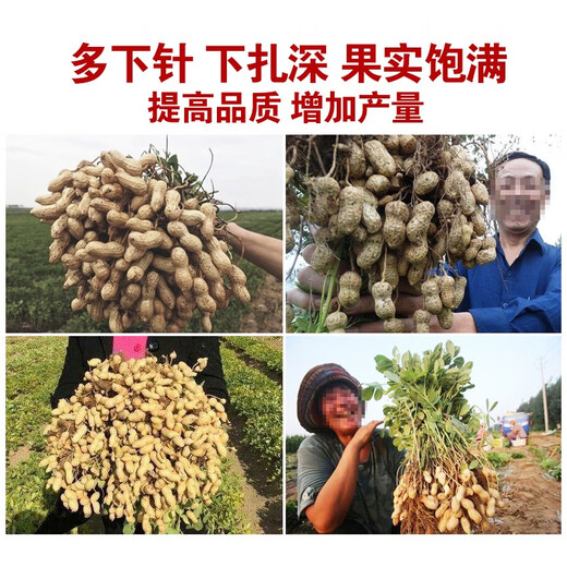 Peanut bifurcated injection of peanut expansion factor, peanut enlargement, grain filling, high yield and income increase, special foliar fertilizer for peanuts, Australian brand 1L*12 bottles