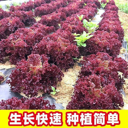 Peacock purple leaf lettuce, no pesticides, no insects, crispy, sweet and highly nutritious upright lettuce for four seasons, genuine purple leaf lettuce seeds, about 1500 seeds per pack