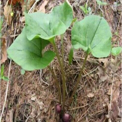 Asarum Seeds, Chinese Asarum Medicine, White Asarum Seedlings, Asarum Seeds, Four Liangs of Asarum, Chinese Herbal Medicine, Tobacco Pouch Pot Herbal Seeds, Asarum Seeds 100 Tablets + Fertilizer