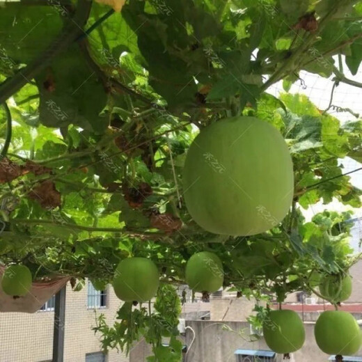 【1278人收藏】香芋小冬瓜种子芋头香味白粉皮可食用新鲜冬瓜四季 新品：【-10粒】- 香芋小冬瓜种子(本季新种)