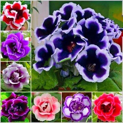 Double-flowered Gloxinia hibiscus flower seeds, easy to sow flowers in all seasons, indoor balcony potted flower seeds, mixed color pack (courtyard flower sea) Gloxinia-1 pack (about 100 grains)