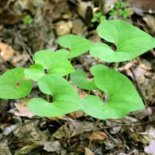 Asarum Seeds, Chinese Asarum Medicine, White Asarum Seedlings, Asarum Seeds, Four Liangs of Asarum, Chinese Herbal Medicine, Tobacco Pouch Pot Herbal Seeds, Asarum Seeds 100 Tablets + Fertilizer