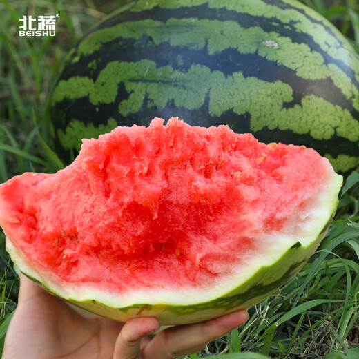 Northern Vegetable Lazy Han King Watermelon Seed Extra Large Giant Southern Balcony Seasonal Fruit Green Emperor Lazy Han King Watermelon Seed 50g 5 barrels
