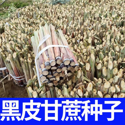 Four Seasons Fruit Gold Seedlings Gold White Jade North and South Planting Sweet Guangxi Black Sugar Cane Seeds with Spores Gui 2 Black Skin 100 Roots Crispy Fruit Sugar Cane Seedlings