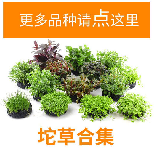 Fish tank aquatic plants, freshwater aquatic plants, fish farming, aquatic plants, lazy real aquatic plants, cold water aquatic plants, grass landscaping, pearl grass (5 cm)