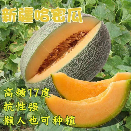 Crisp and sweet cantaloupe for all seasons Xinjiang reticulated cantaloupe spring, summer and autumn garden potted fruit new species cantaloupe seeds special offer 3 packs of about 155 seeds