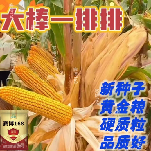National-approved original red-shaft low-stem stable-yielding corn seeds wholesale, stable yield, drought-resistant, disease-resistant, lodging resistance, north and south, national-approved Saibo 168 4400 grains, one acre of quality, imported high-tech seed coating agent