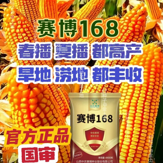 National-approved original red-shaft low-stem stable-yielding corn seeds wholesale, stable yield, drought-resistant, disease-resistant, lodging resistance, north and south, national-approved Saibo 168 4400 grains, one acre of quality, imported high-tech seed coating agent