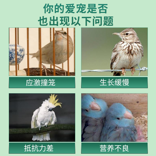 Pet electrolytic multi-dimensional bird multi-dimensional electrolyte is specially designed to meet the daily nutritional supplement stress response of small pets. Small pet electrolytic multi-dimensional 1 can/100g