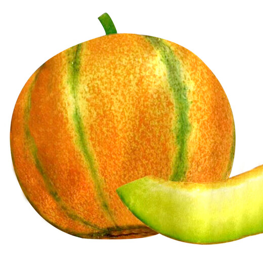 Long-cultivation Qiligan Xinjiang Laohan melon seeds super sweet Hami melon seeds are only suitable for northwest characteristic fruit species in spring and autumn. Qiligan seeds 10 grams (Xinjiang thick-skinned Laohan melon)