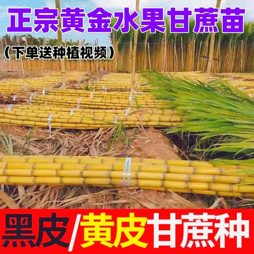 Four Seasons Fruit Gold Seedlings Gold White Jade North and South Planting Sweet Guangxi Black Sugar Cane Seeds with Spores Gui 2 Black Skin 100 Roots Crispy Fruit Sugar Cane Seedlings