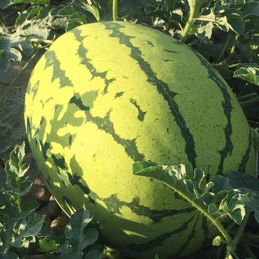 Northern Vegetable Lazy Han King Watermelon Seed Extra Large Giant Southern Balcony Seasonal Fruit Green Emperor Lazy Han King Watermelon Seed 50g 5 barrels